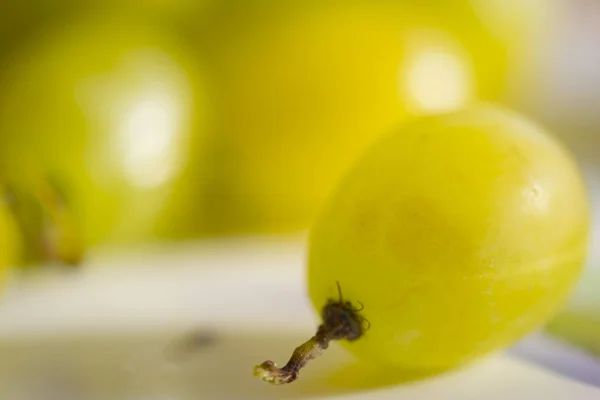 Зерно белого столового винограда — стоковое фото