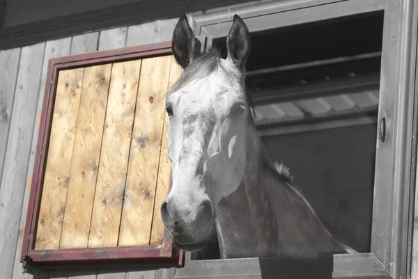 Wyścigów konnych pojawia się przez okno w stajni — Zdjęcie stockowe