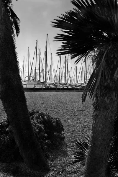 2本のヤシの木を通してローマの観光港を眺め — ストック写真