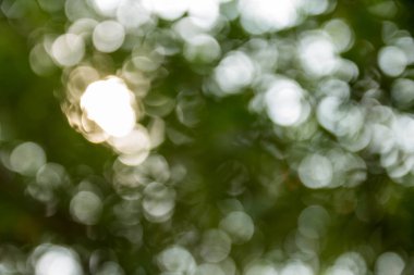 Doğal yeşil ağaçtan Bokeh arka plan bulanık