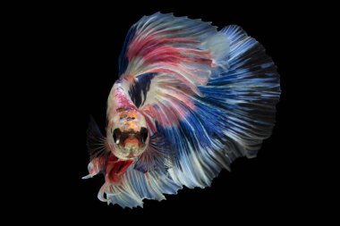 Siyam mücadele balık