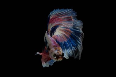 Siyam mücadele balık