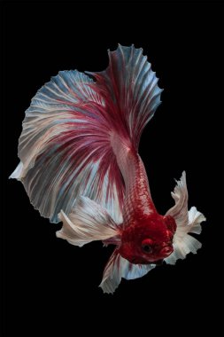 Kırmızı Siyam mücadele balık