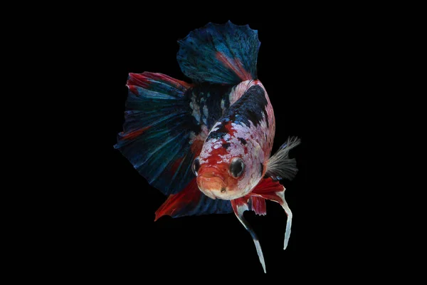 Ikan petarung Siam — Stok Foto