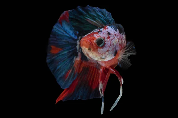 暹罗斗鱼 — 图库照片