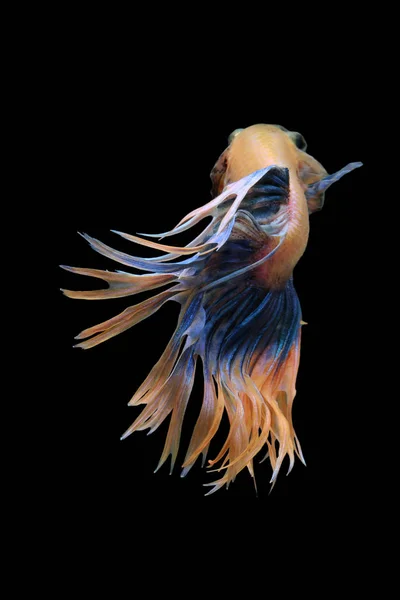 Φανταχτερά Crowntail Betta — Φωτογραφία Αρχείου