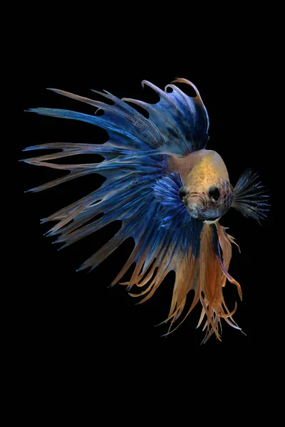 斗鱼 Crowntail 花式 — 图库照片