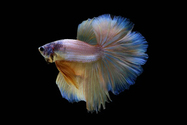 Fancy Halfmoon Betta — Stockfoto