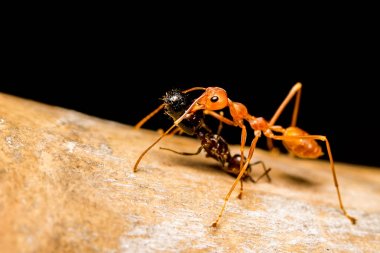 Makro kırmızı karınca öldürme ısırık kapatmak ve yemek için siyah karınca sürükleyin