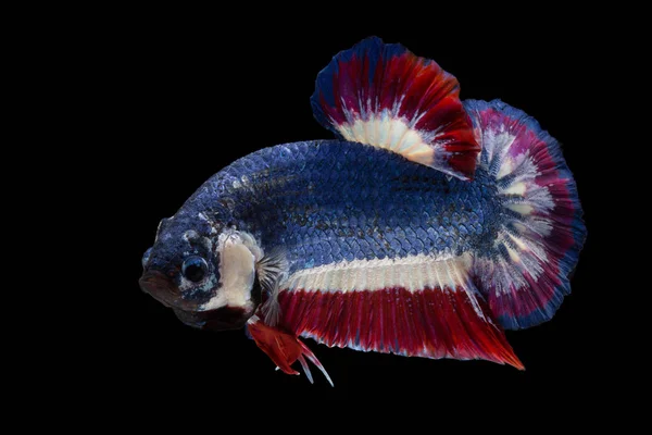 Siamese fighting fish — Stock Photo, Image