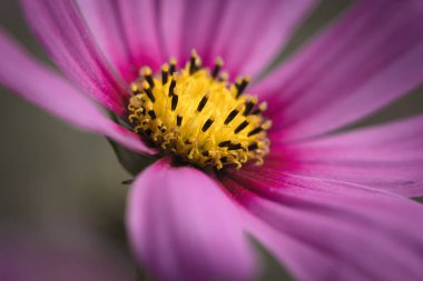 Yakın bakış güzel pembe çiçek cosmos mor iç halka ve sarı polen