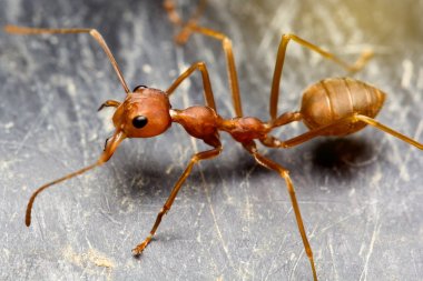 Üstten görünüm karınca siyah zemin ayakta yalnız üzerinde kapatın.