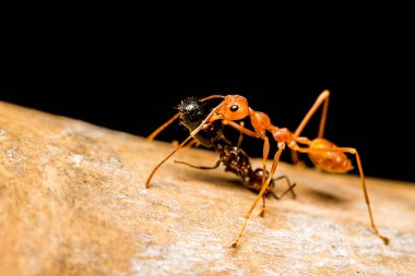 Kırmızı karınca ısırığı öldürmek kadar kapatın ve yemek için siyah karınca sürükleyin. arkadaş yardım destek içki sürme diğer her ev, kazanan ve kaybeden kavramı arkadaş al