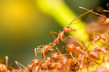 Kırmızı karınca lideri üstüne kapatın
