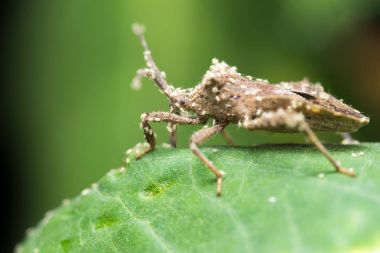 tatlı yaprak biti, aphis, yeşil yaprak üzerinde bitki biti makro.