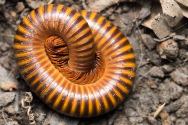 Üstten Görünüm millepede daire için koruma yuvarlak yukarıya kapatmak.