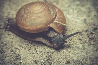 Makro yakın katta küçük salyangoz.