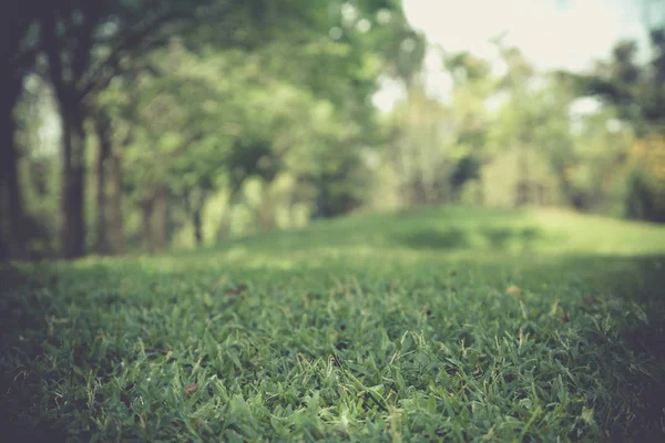 Gecenin büyük şehir park ve yeşil taze ağaç bitki yeşil çim alan. perspektif ve kopya alanı kavramı