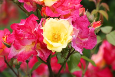 beyaz üzerine pembe güller