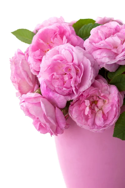 Pink roses on white — Stock Photo, Image