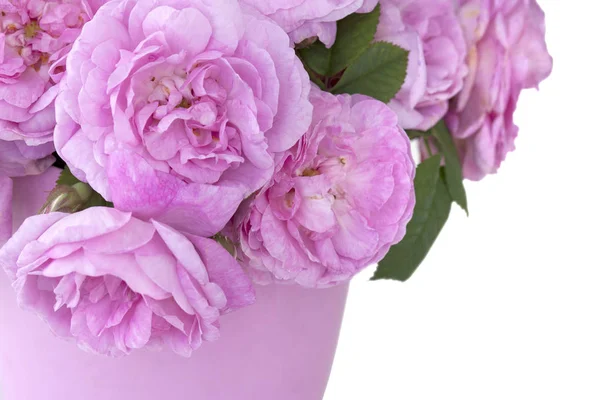 Thr pink roses — Stock Photo, Image