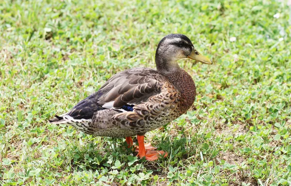 Divoká kachna nedaleko řeky — Stock fotografie