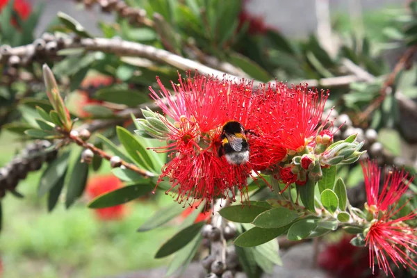 A Callistemon fa — Stock Fotó