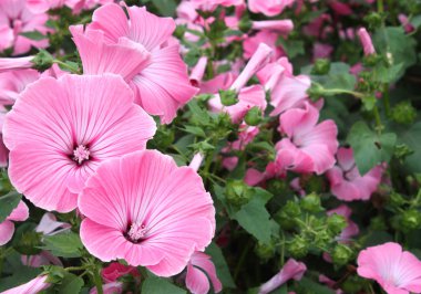 Yaz parkta pembe çiçekler