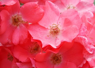 Pembe vahşi GÜLNİHAL