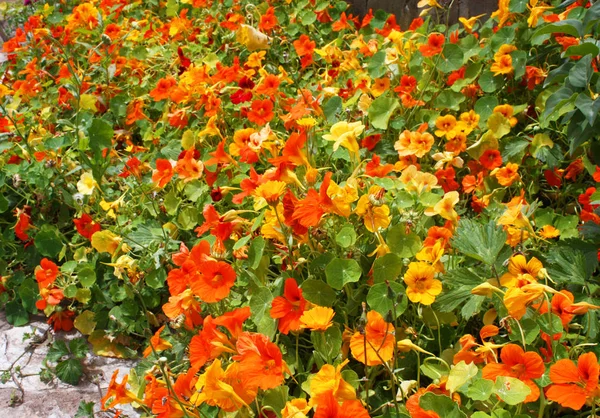 Цветущий желто-оранжевый настурций — стоковое фото