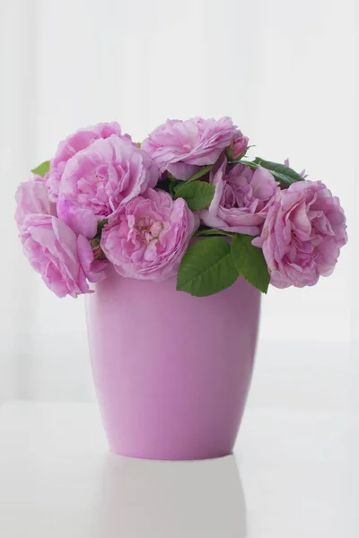 Pink roses — Stock Photo, Image