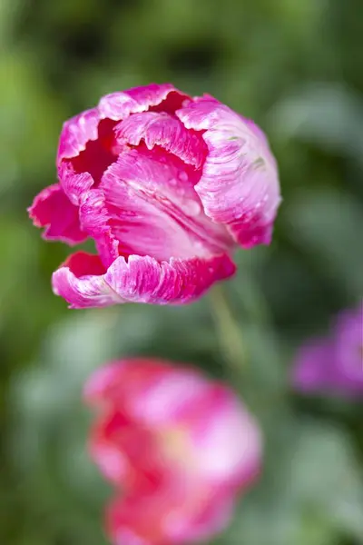 Tulipani Rosa Sfondo Verde Sfocato Naturale Concentrazione Morbida — Foto Stock