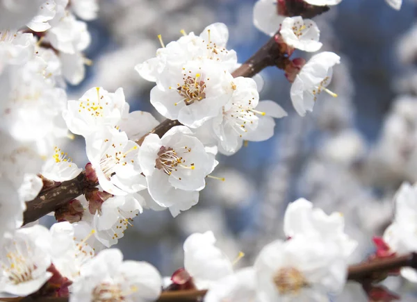 Virágzó Sárgabarack Tavaszi Háttér — Stock Fotó