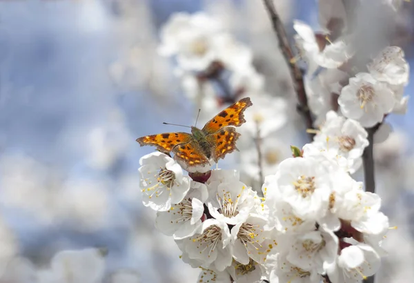 Virágzás Sárgabarack Pillangó — Stock Fotó