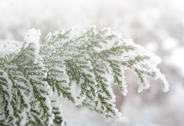 雪の中でThujaの木の枝 Thujaの冷凍支店 — ストック写真