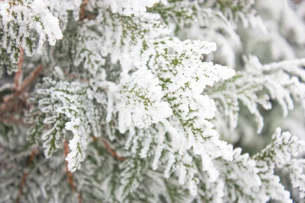 雪地里的杜鹃树枝 Thuja冰冻的枝条 — 图库照片