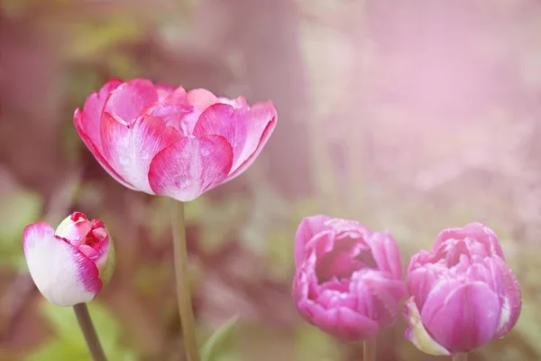 Pink Toned Blooming Tulip Natural Background — Stock Photo, Image