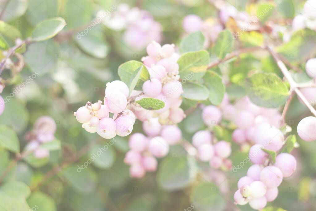 Snowberry pink bush close up. Nature soft background.