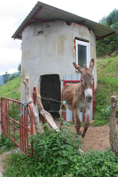 Esel Der Nähe Seines Hauses Auf Natürlichem Hintergrund — Stockfoto