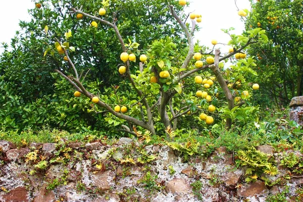 Spanya Nın Eski Köyünde Limon Ağacı — Stok fotoğraf