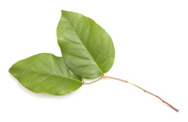 Beyaz arkaplanda izole edilmiş salal bitki bırakır 