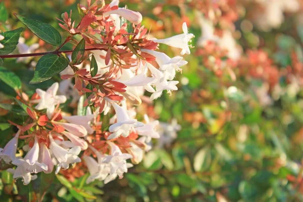 Буш Вейгелы Цветет Розовыми Цветами — стоковое фото