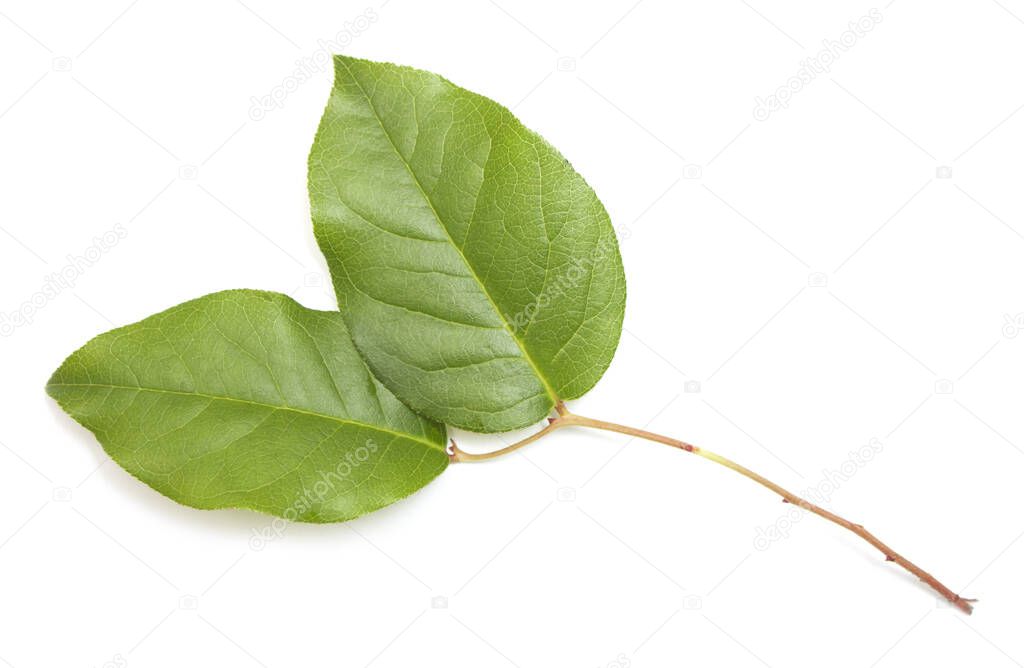 Leaves salal plant isolated on white background 