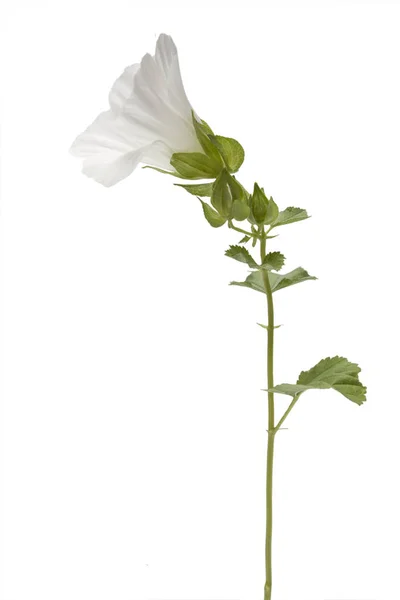 Fiore Malva Malva Sylvestris Isolato Sfondo Bianco — Foto Stock