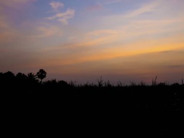 Mısır tarlası siluet, Mısır tarlası gün batımında.