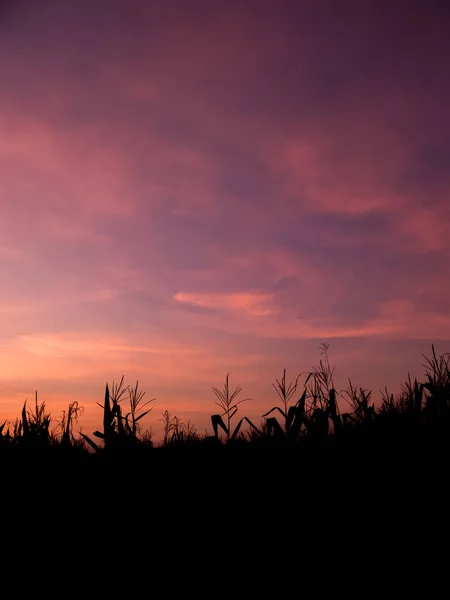 Silueta de maizal, puesta de sol en maizal . — Foto de Stock