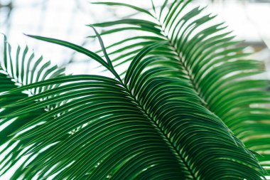 Phoenix robelinii O'Brien  