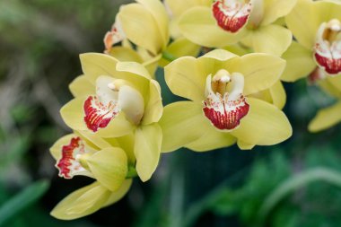 Botanik Bahçesi içinde sarı orkide