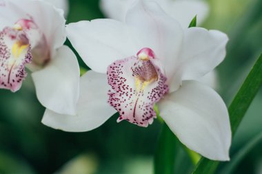 Beyaz Orkide veya Cymbidium Alexalban gelin