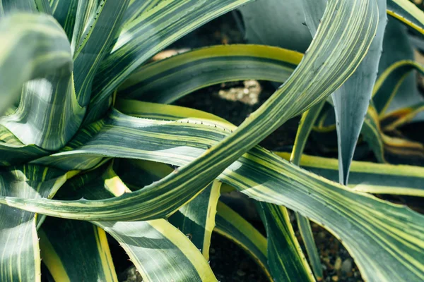 El aloe grande —  Fotos de Stock